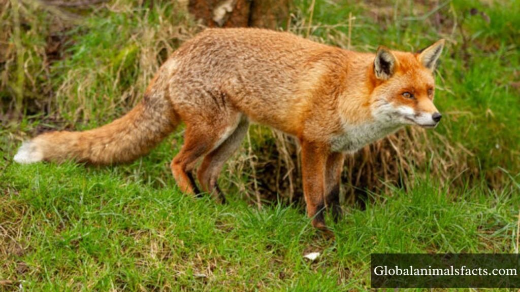 predators of squirrels