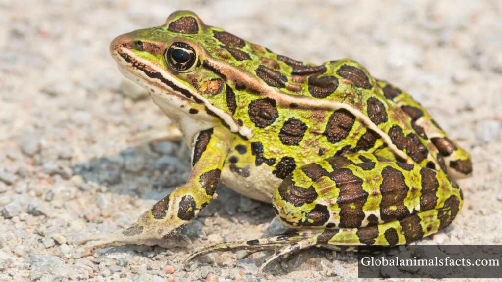 what animal represents cowardice