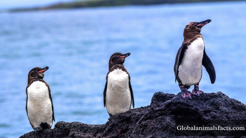 top 5 slowest animal in the world