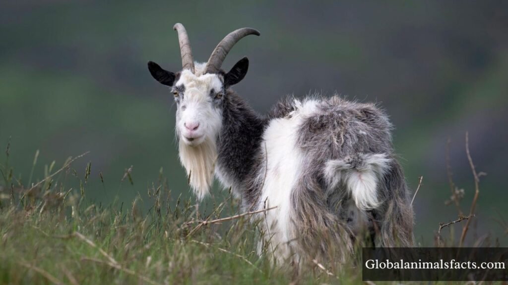 cowardly animals list