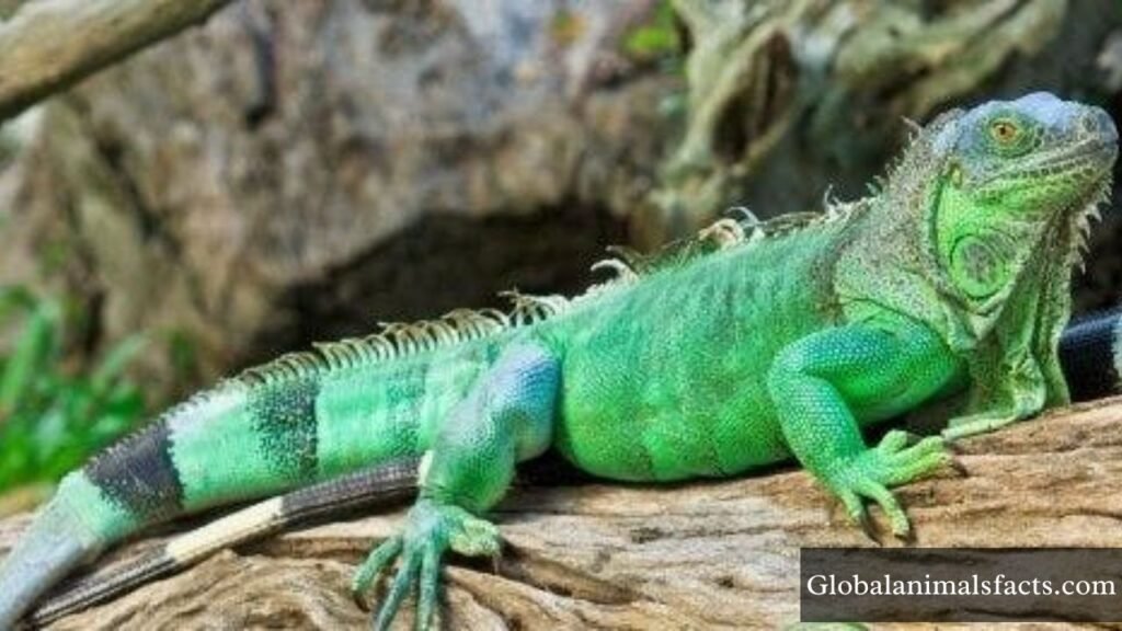 arboreal animals pictures with names