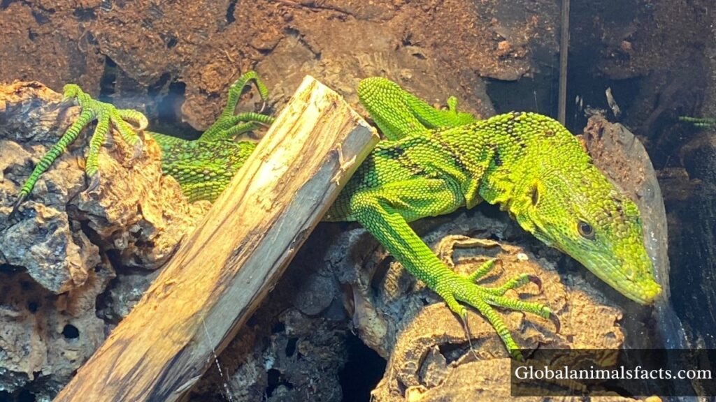 animals that live in trees