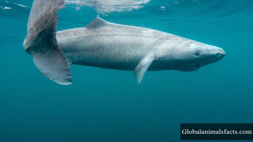 animals that move slowly