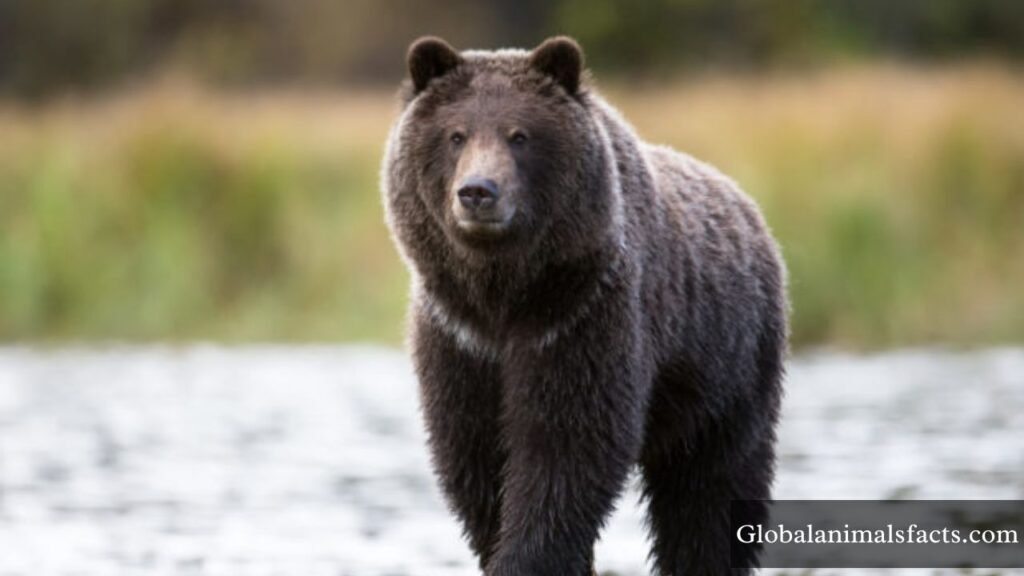 highest bite force animal