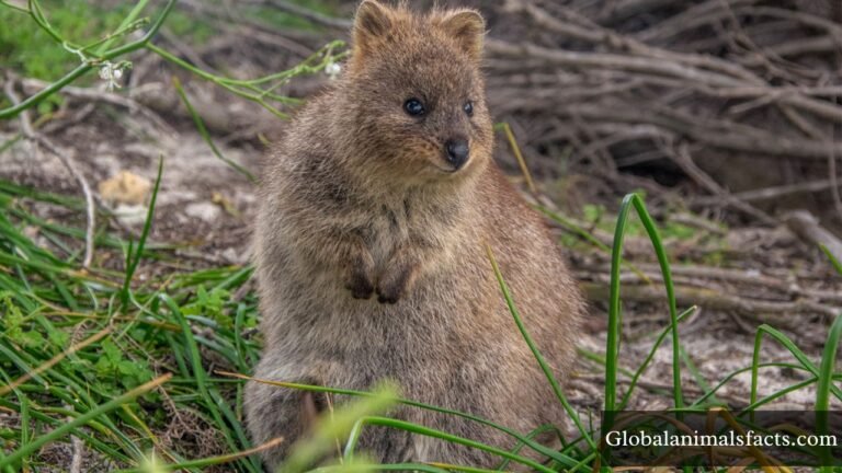 Happiest Animals in The World