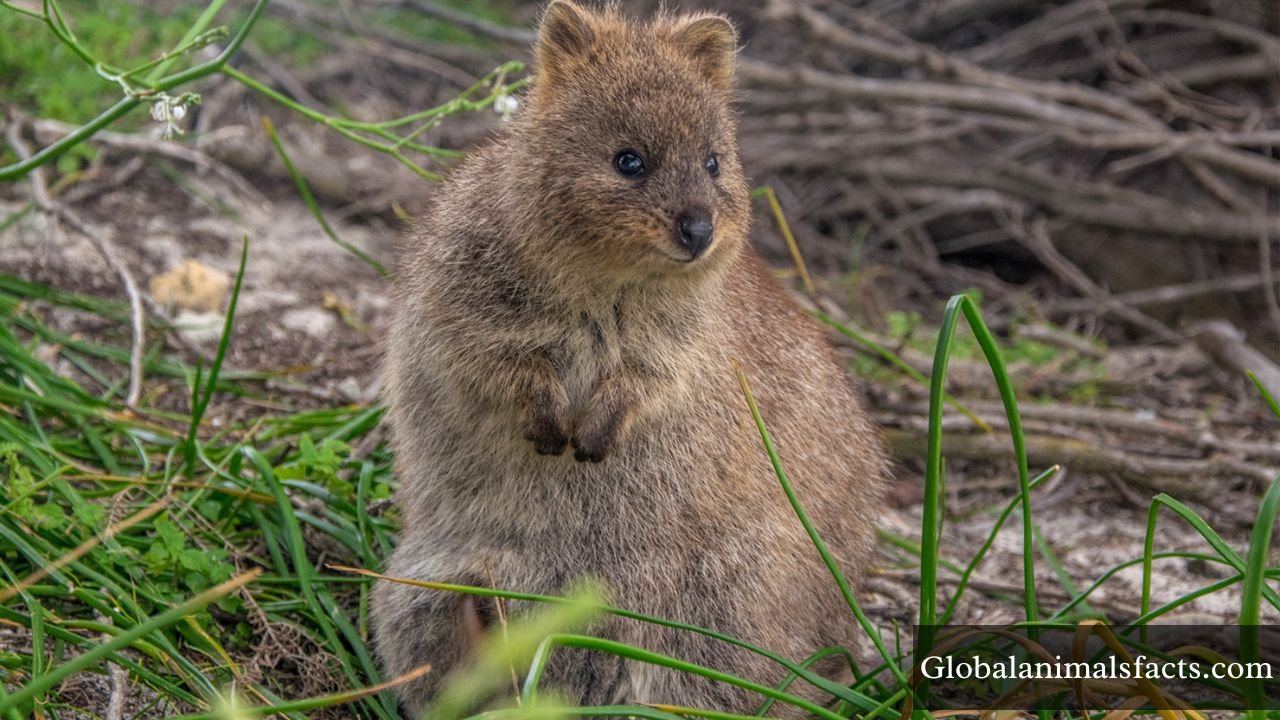 Happiest Animals in The World