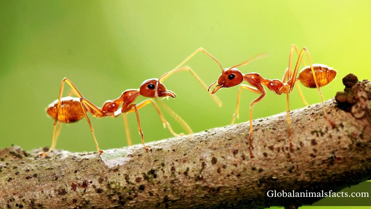 Hard Working Animals in The World