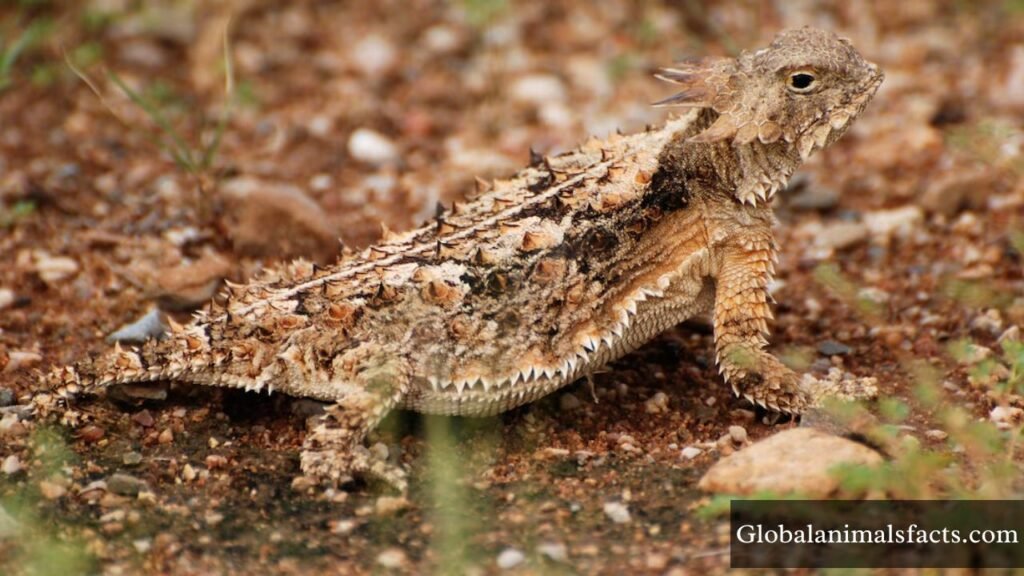 animal with lowest iq