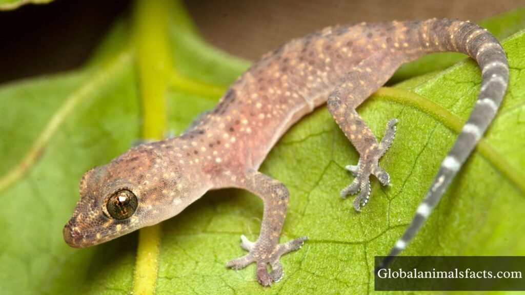 what animal eats ants