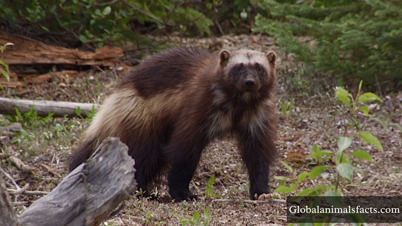 Independent Animals in The World