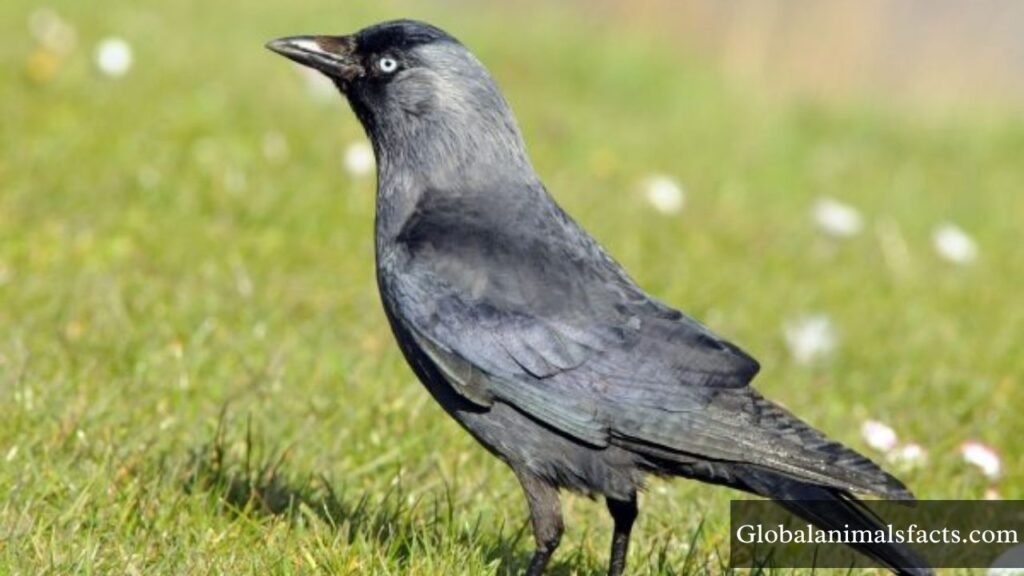 smartest bird species