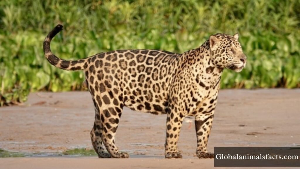 most independent animal