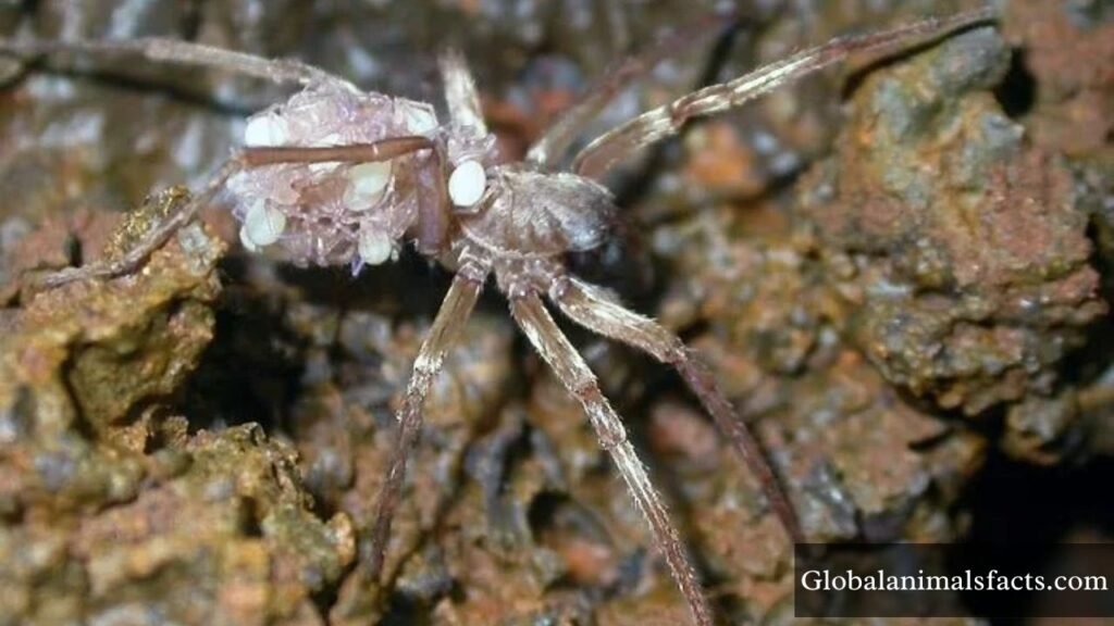 what animal is blind