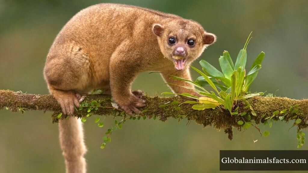 arboreal animals example