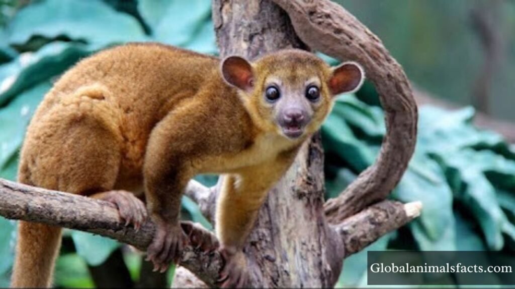 happiest animals on earth