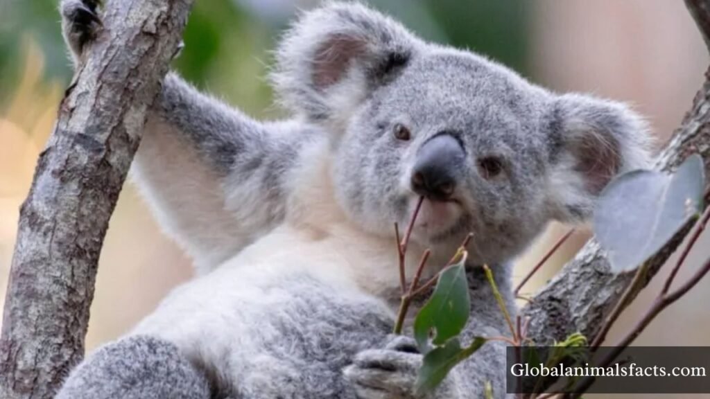 which is the slowest animal in the world