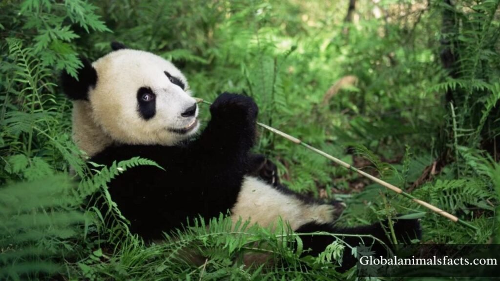 what animal has the lowest iq