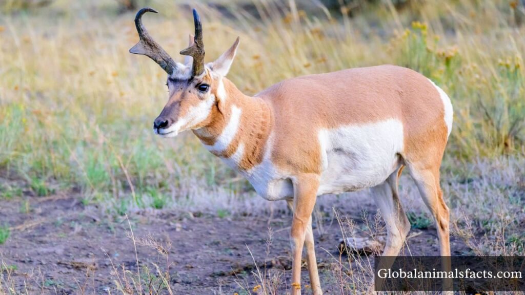 animals in grasslands