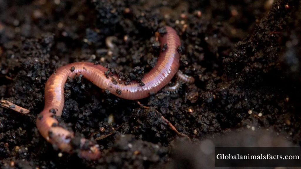 animals that live in the swamp