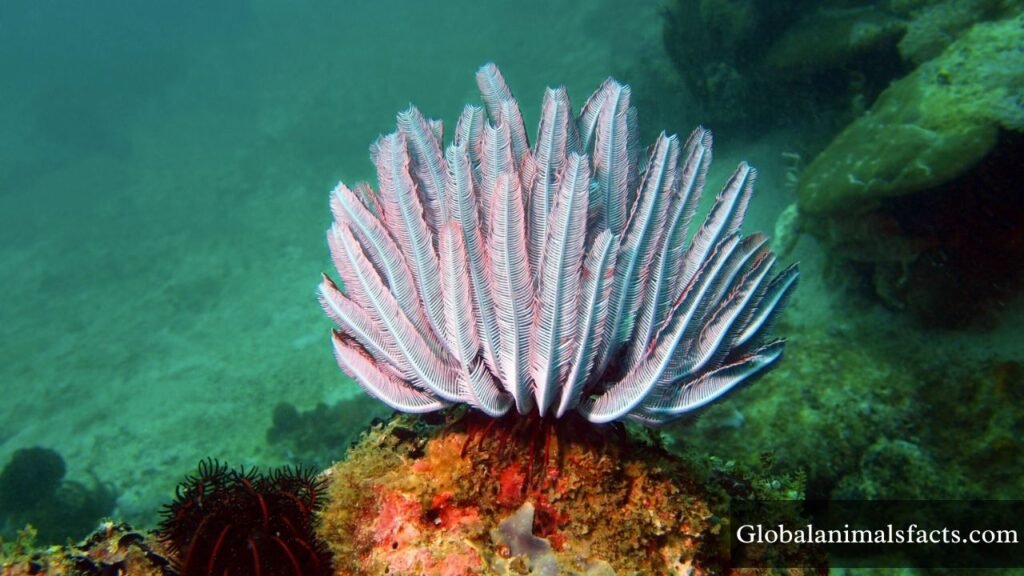 animals that cant see