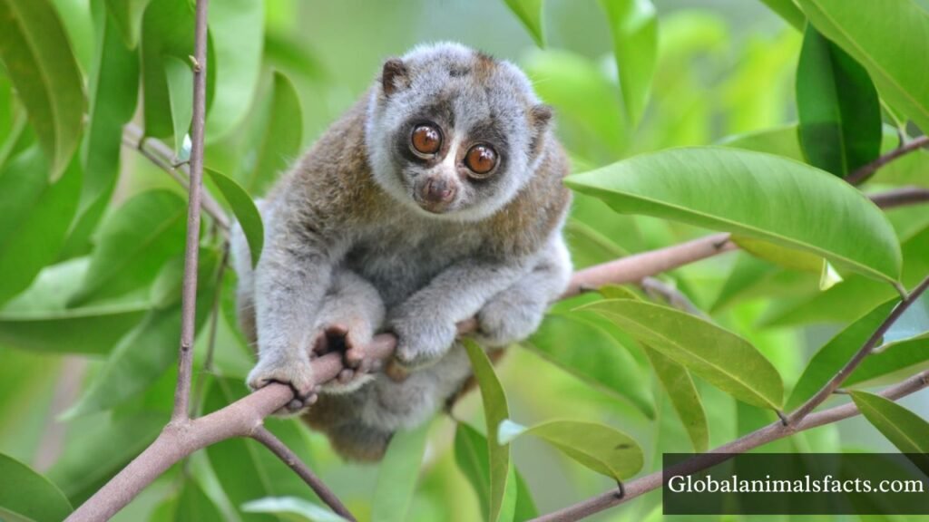 arboreal animals name