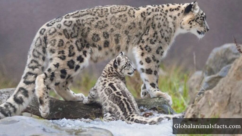 animals that travel alone