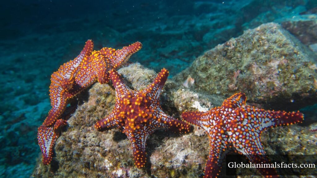 animal that walks slowly