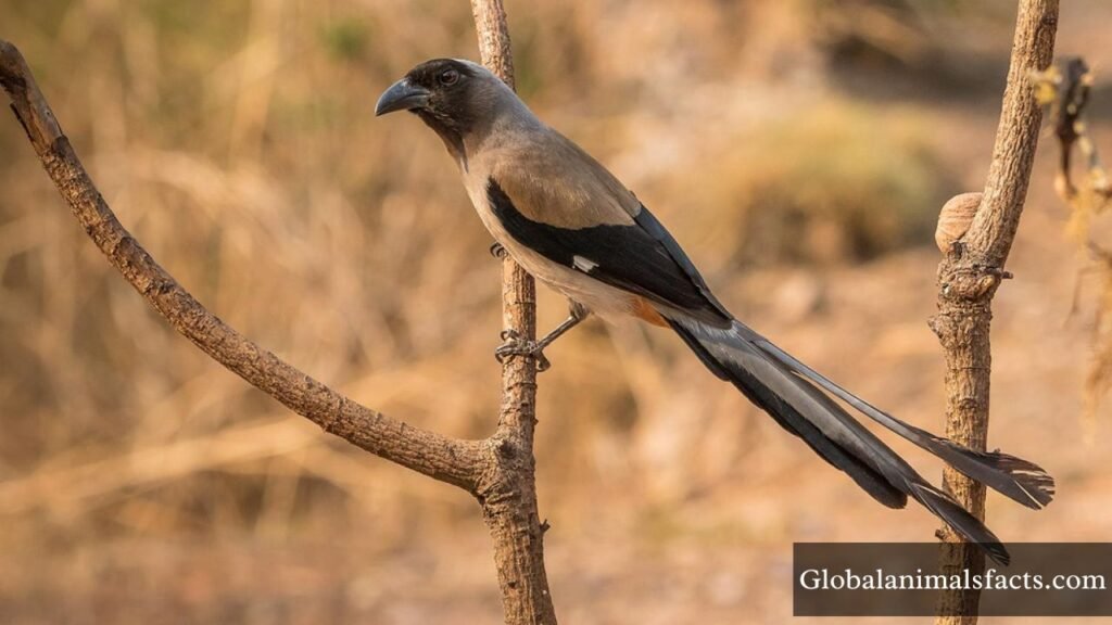 what is the most intelligent bird