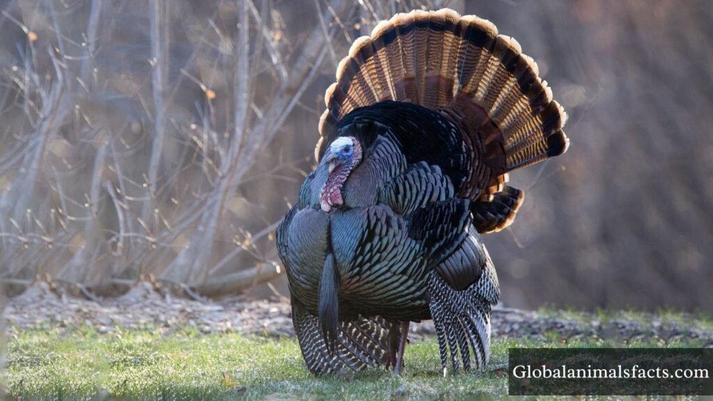 least intelligent animal