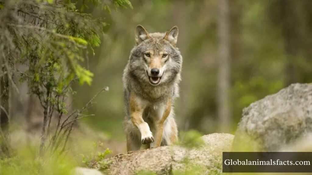 what animals eat bunnies