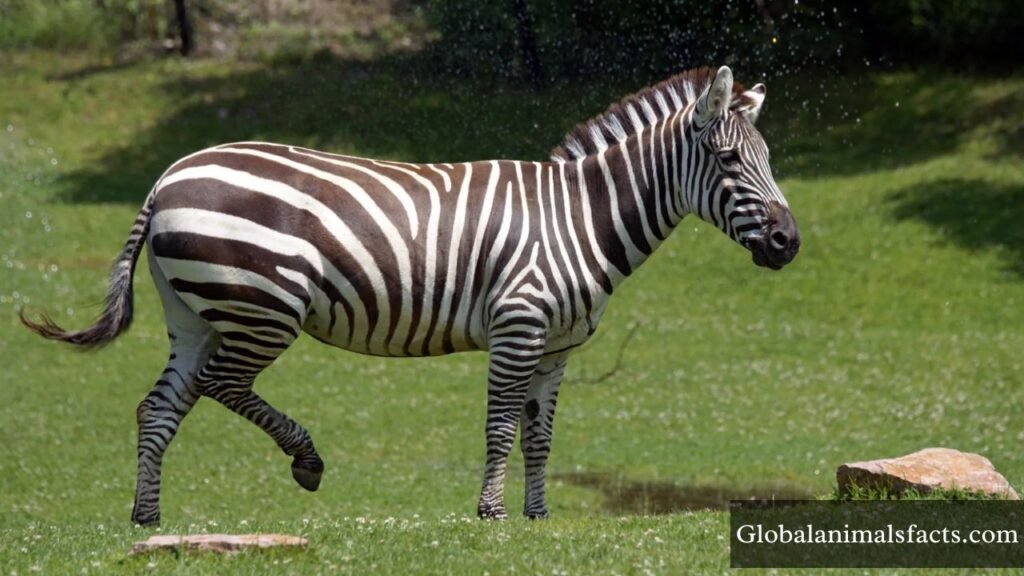 animals in the grasslands