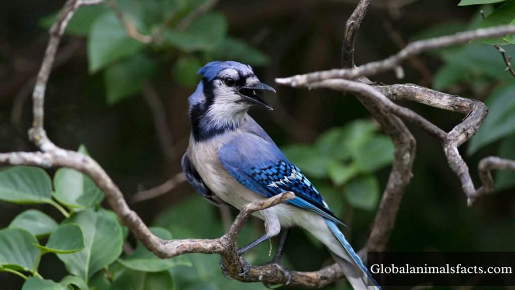 most intelligent bird in the world