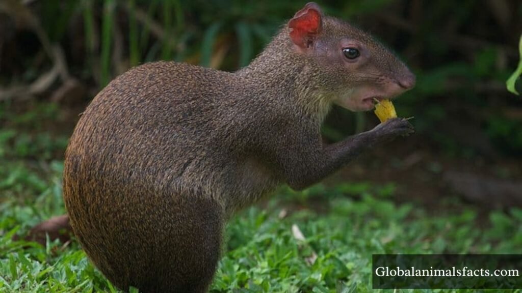 squirrel type animal