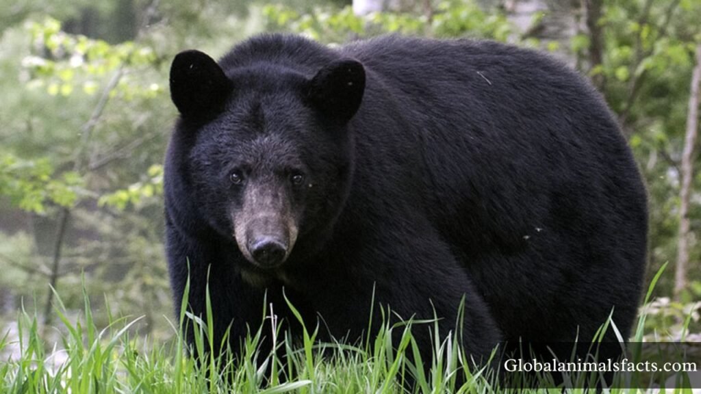 hibernating animals pictures