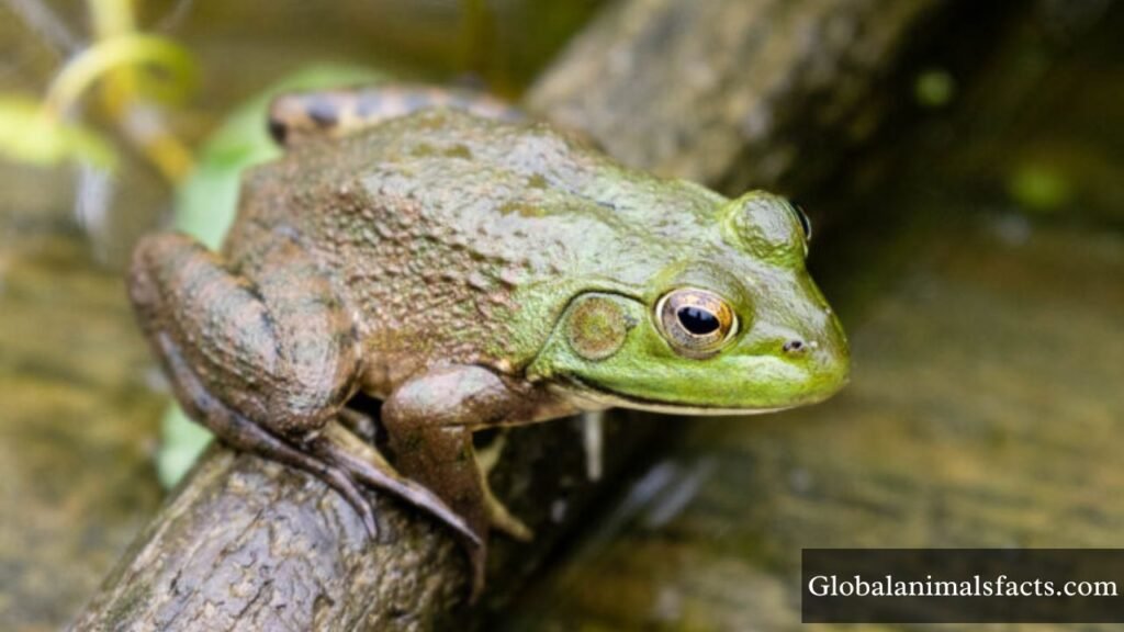 what animal hibernates