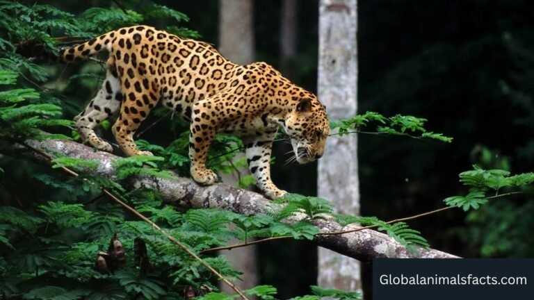 Animals That Eat Monkeys