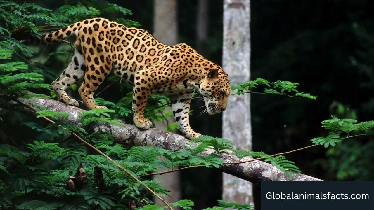 Animals That Eat Monkeys