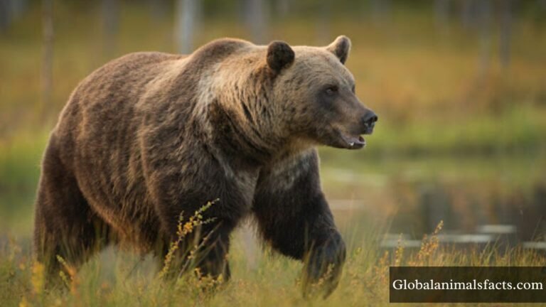 Animals That Hibernate