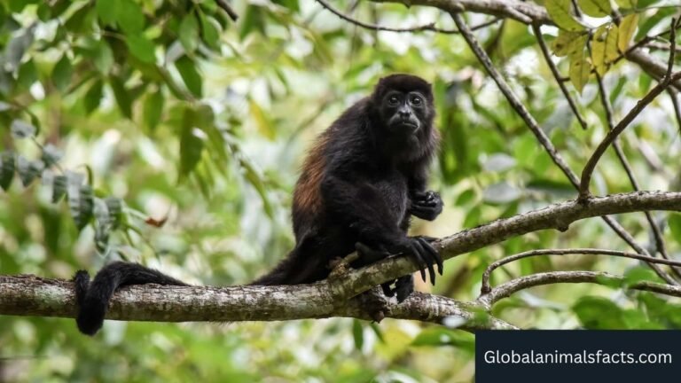 Animals With Prehensile Tails