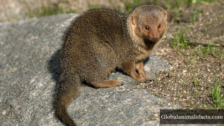 Animals With Small Eyes