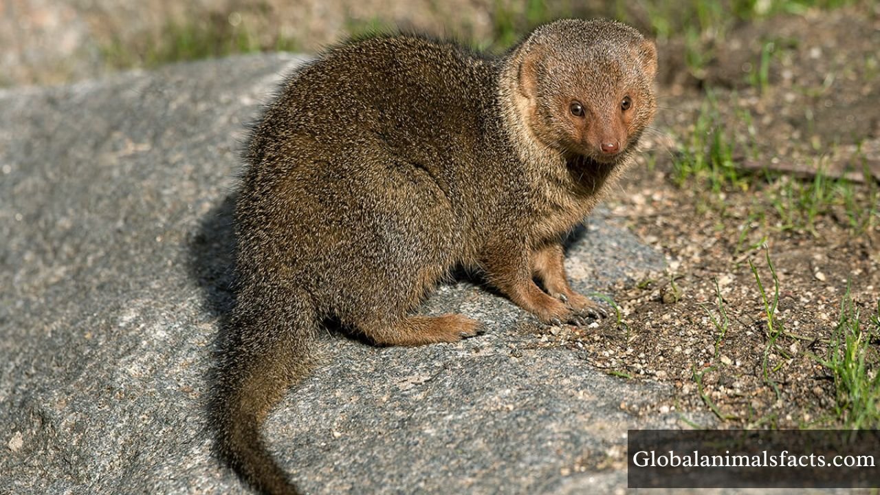 Animals With Small Eyes