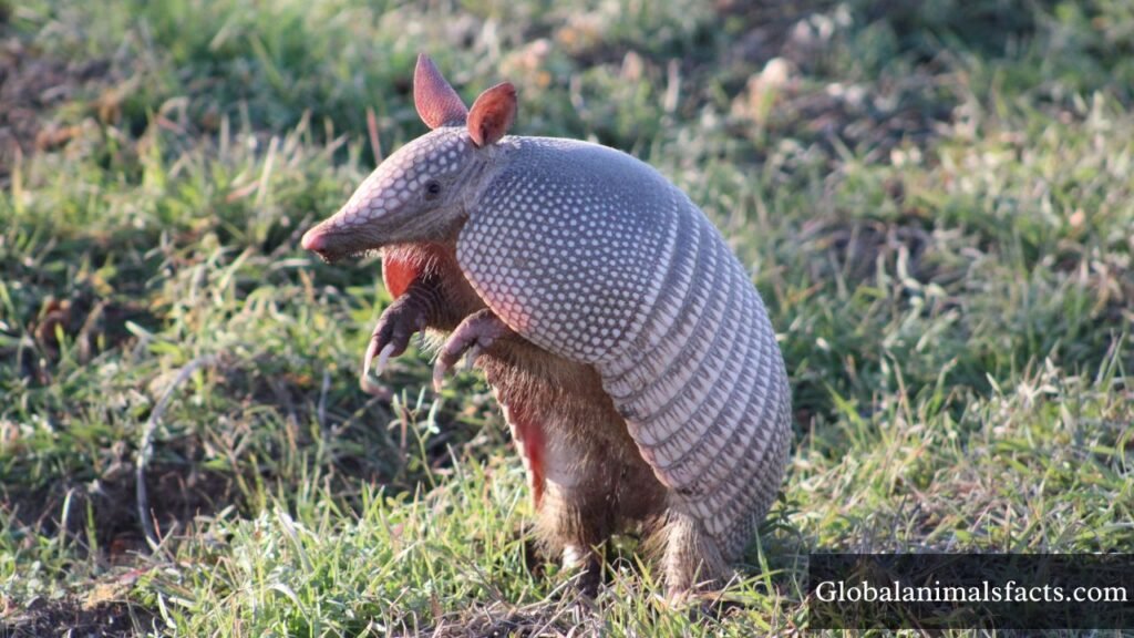 animals with very small eyes