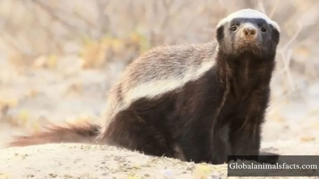 animals that look like otters but aren't