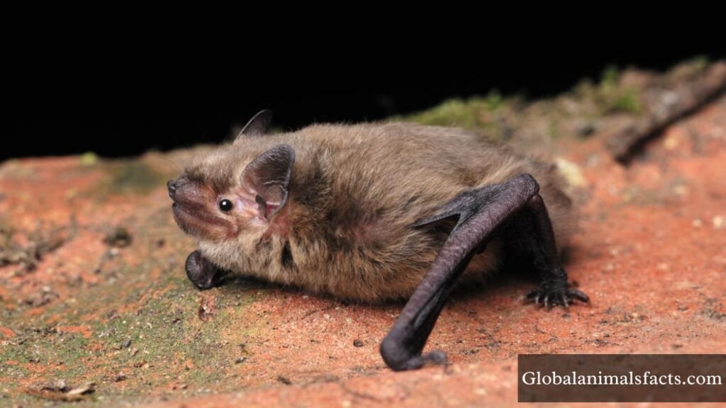 which animals hibernate