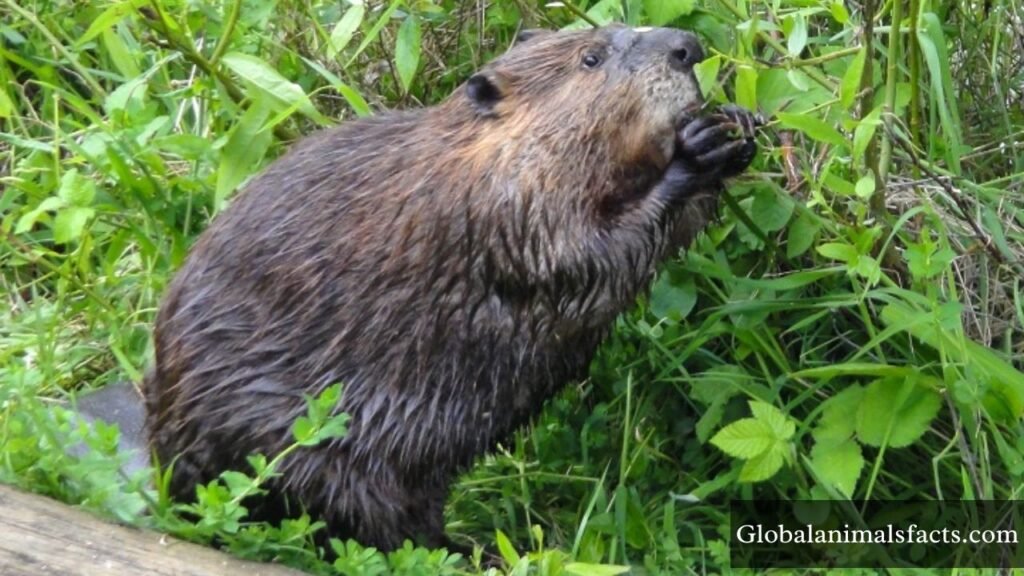 animal like squirrel