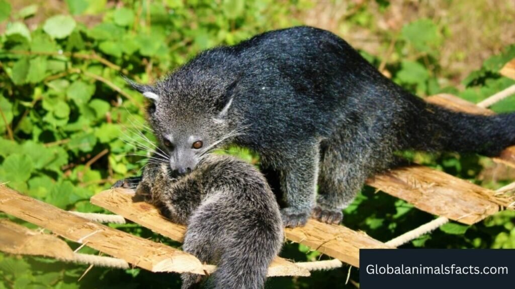 Name of animals with prehensile tails
