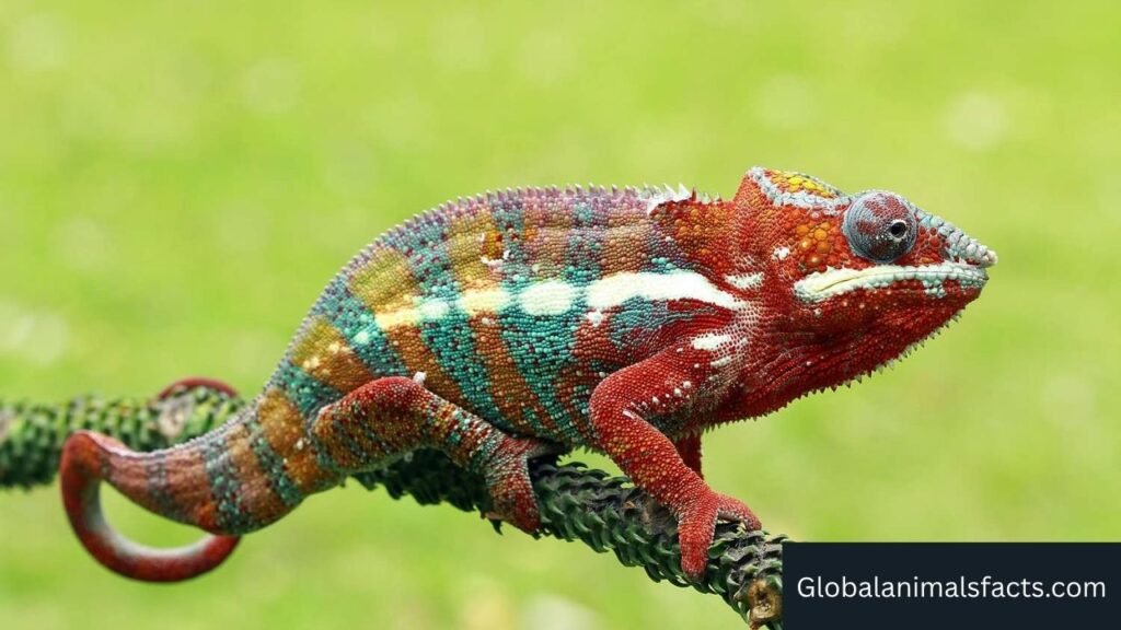 What animals have prehensile tails