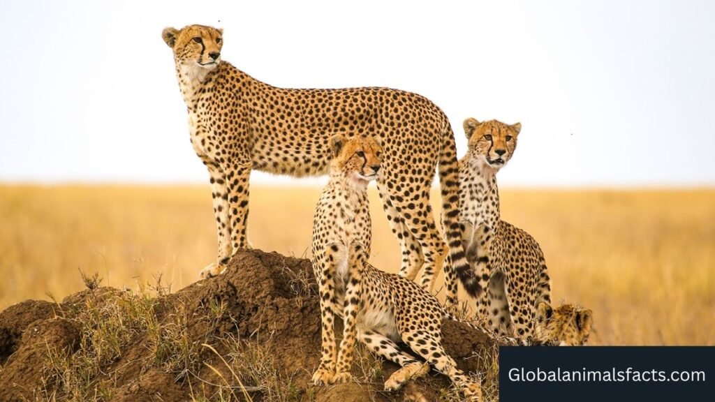 stealthiest animals