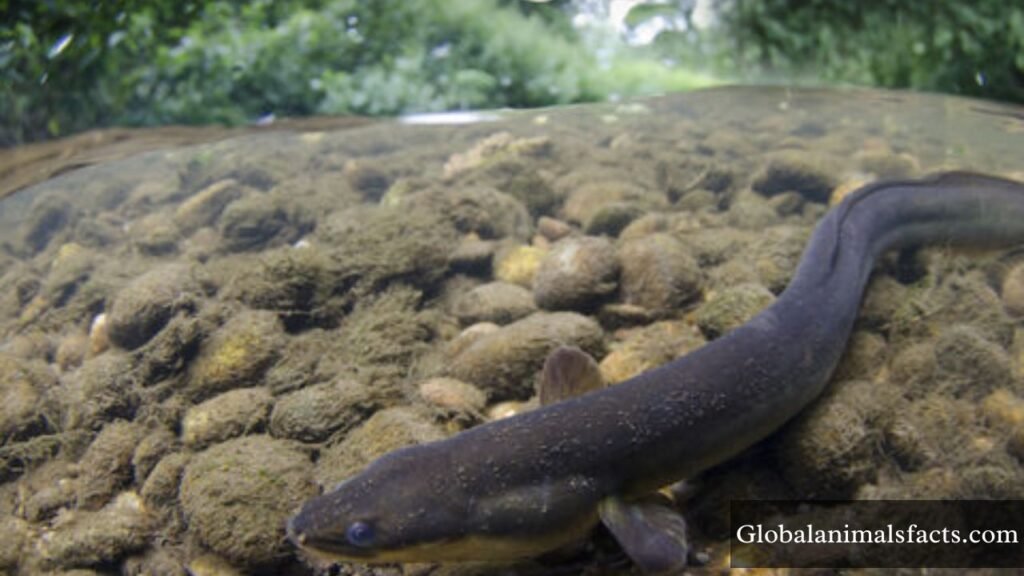 animals with flexible spines