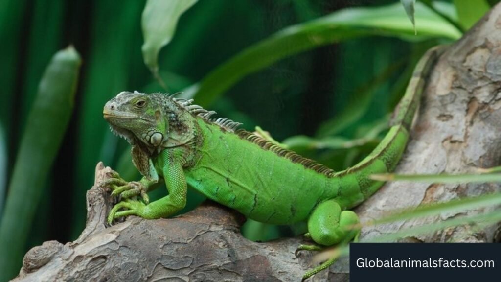 what are the animals that have prehensile tails